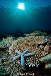 composed starfish with sunburst by Paul Cowell 